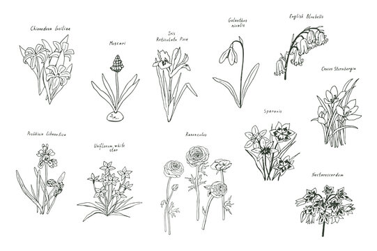 Spring flowers vector illustrations set