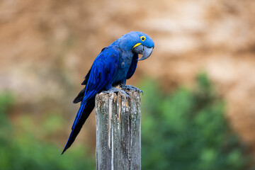 Portrait of a Hyacinth Macaw © AB Photography