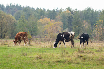 Naklejka na ściany i meble Cows graze in a field on green grass