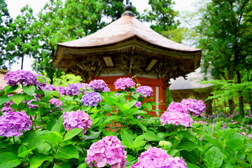 紫陽花の咲く寺
