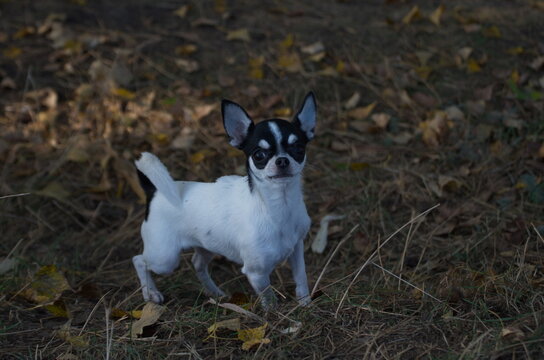 chihua hya