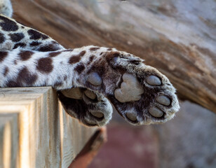 The leopard's front legs are crossed and hang from a wooden couch. The animal is resting. The pads on the feet of the leopard's paws are visible.