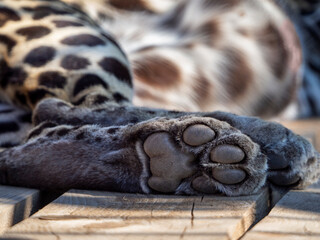 Leopard's hind foot. The toe pads and metacarpal paw pad are clearly visible. Leopard lies on...