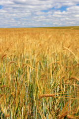 Ears of yellow wheat in the field