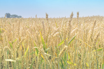 Wheat field closeup ripe in gold color, natural background. Ears of wheat. Rural landscape....