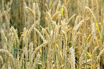 Wheat field closeup ripe in gold color, natural background. Ears of wheat. Harvest cereal concept.