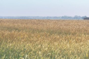Wheat field ripe in gold color, natural background. Rural landscape. Harvest cereal...