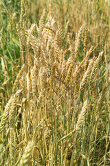 Wheat field closeup ripe in gold color, natural background. Ears of wheat. Harvest cereal concept.
