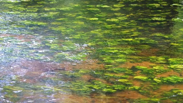 green algae float in clear river water.