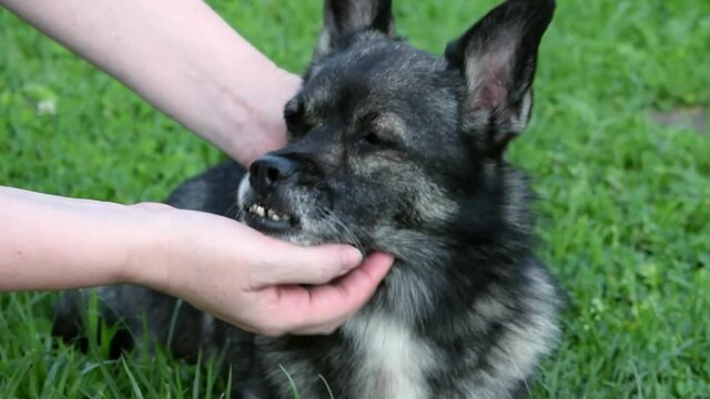 Mixed breed dog with an underbite is being caressed and scratched in the grass. Caring for adopted pets. Zoom out