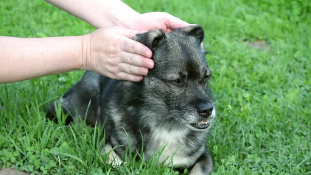 Mixed-breed dog with an underbite is being caressed and scratched. Caring for adopted pets. Woman is folding the dogs ears to make him look funny