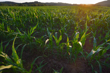 Corn field. The lines in nature. Evening landscape with sunlight