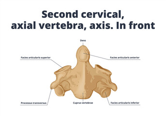 Second cervical, axial vertebra, axis. In front. Human anatomy atlas