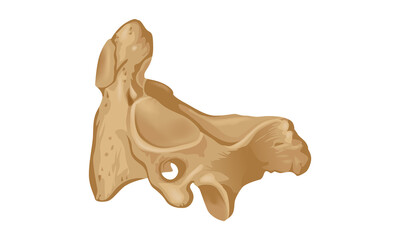 Second cervical, axial vertebra, axis. Left. Human anatomy atlas