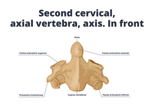 Second cervical, axial vertebra, axis. In front. Human anatomy atlas