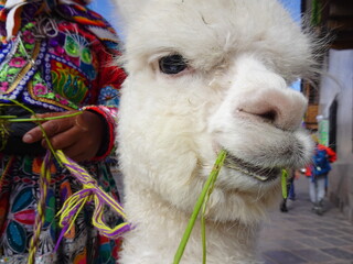 [Peru] Close up of the face of a white alpaca child eating grass (Cusco)