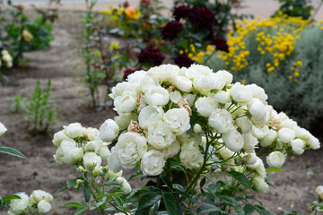 Blooming white rose bush in the garden with other flowers on a summer day.