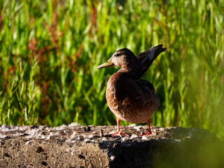 Wild duck taking advantage of the first rays of sunlight on a green background of out-of-focus vegetation