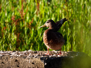 Wild duck taking advantage of the first rays of sunlight on a green background of out-of-focus vegetation