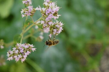 Wildbiene hängt von Oreganoblüte herunter