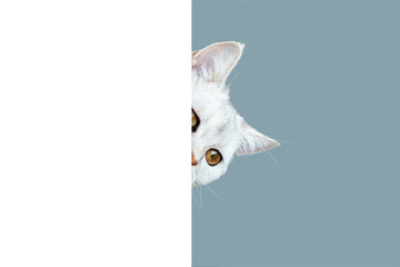 British shorthaired curious cat peeking out from behind a white background. Isolated on a light...