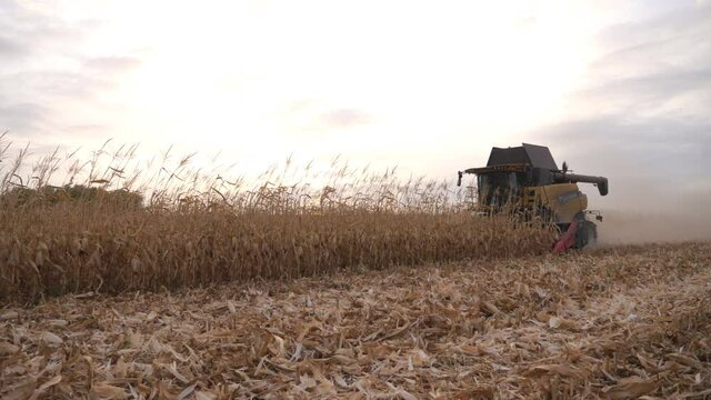 Modern harvester gathering corn crop in farmland. Camera tracking combine working on farm during harvesting season. Scenic evening landscape with golden maize field at background. Slow motion