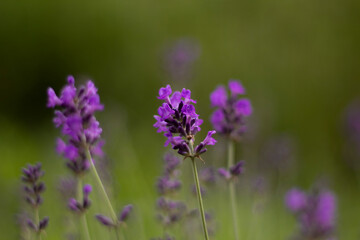 flowering of the lavender bush in summer