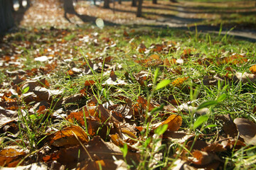 Green grass and fallen leaves on blurred autumn background. Season change concept.