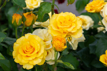 Large yellow roses on a background of green leaves in the garden close-up.