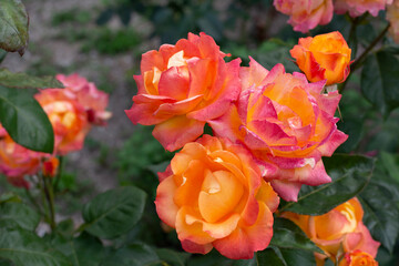 Large beautiful orange roses on a background of flowers and green leaves in the garden close-up.
