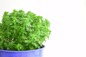 Fototapeta premium Basil plant with small leaves, with a bluish pot on a white background. Copy space