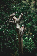 tree in the forest