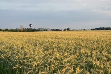 sunny golden wheat field and hot air balloon idyllic rural landscape