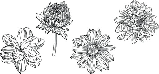 Flowers isolated on white. Hand drawn line vector illustration. Eps 10