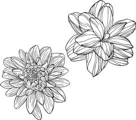 Flowers isolated on white. Hand drawn line vector illustration. Eps 10