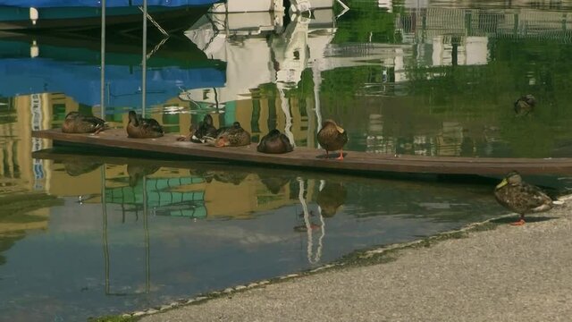Lac, canards et passants .