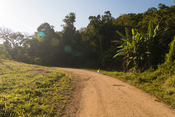 Winding dirt road in field in late afternoon light with blue sky and lens flare. A dog walks alone on the corner of the road..