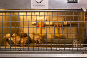 domestic quail baby chickens are kept in a brooder in a hen house, focus on brooder grid © Evgeny