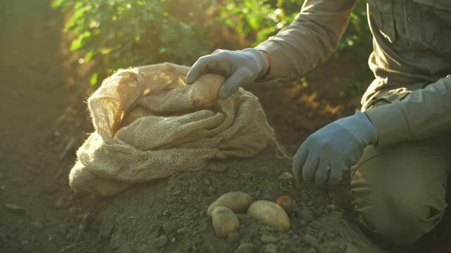 potato harvest close up, fresh organic potatoes in the field.