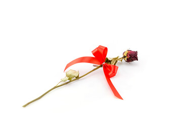 Dried rose flower isolated on white background