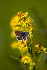 butterfly on a flower