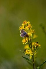Butterfly on flower