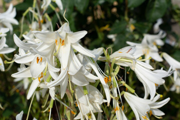 Flowers of white lilies on a background of green leaves close-up in the garden on a summer day.