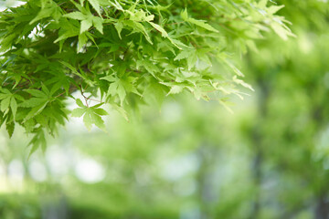 Blue maple with beautiful green leaves