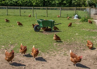 Naklejka premium free range chickens outside in the field