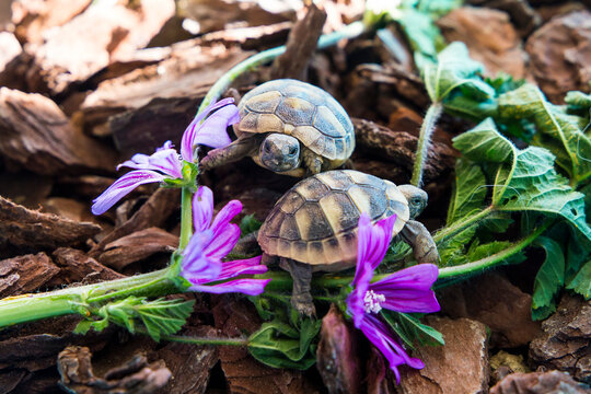 piccole tartarughe di terra