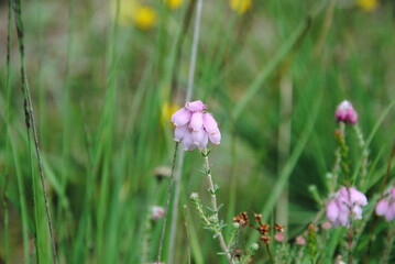 Close up of the small pink bell-shaped drooping flowers of cross-leaved heath (Erica tetralix) in a field