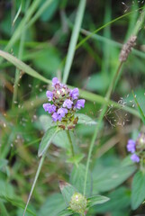 Purple flowers of the common self-heal or heal-all, woundwort, heart-of-the-earth, carpenter's herb, brownwort or blue curls ( Prunella vulgaris)