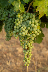 Close-up of still green grapes on the vine in a vineyard in Bolgheri in Tuscany
D.O.C.Wine