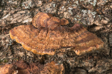 Shelf bracket fungi growing on a piece of dead oak tree